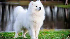 Osem vzácnych a najdrahších plemien psov na svete: vlastnosti a zaujímavé fakty